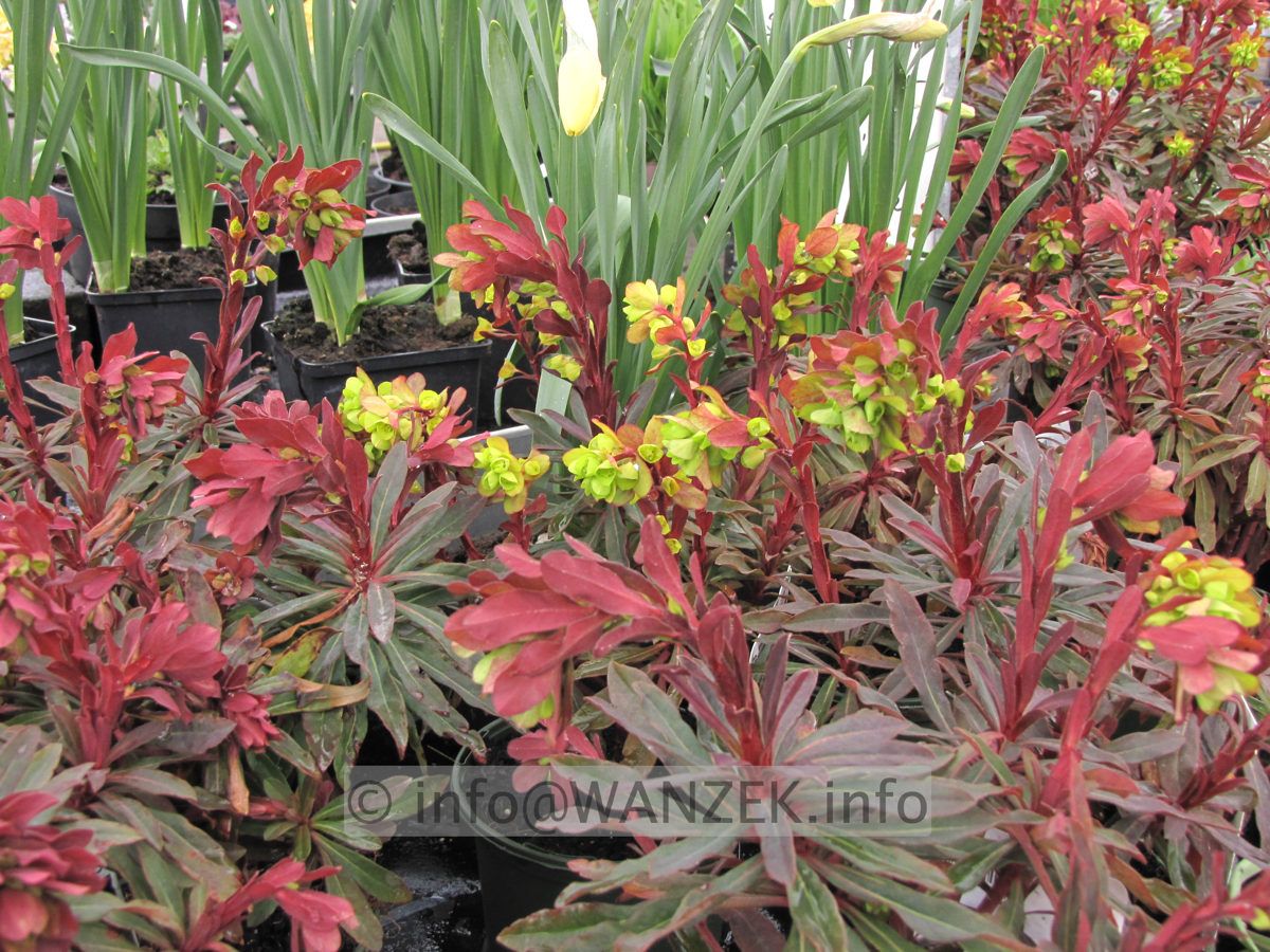 Euphorbia amygdaloides Purpurea - knospig.JPG